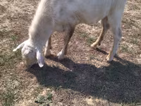 Billy Goat, Goats — photo 4