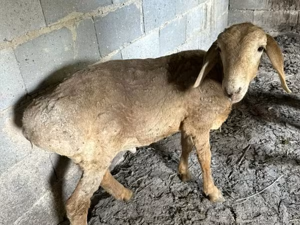 نعجة, Katum sheep