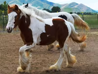 Mare, Gypsy horse — photo 3