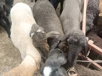 أغنام (دفعة، الجنس غير محدد), Edilbay sheep — الصورة 2