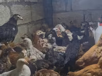 Chickens — photo 2