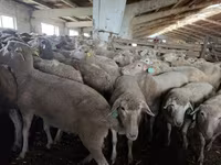 Sheep, Kuibyshev sheep — photo 1