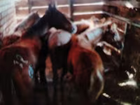 马匹（批次，未指定性别）, Horses — 照片 1