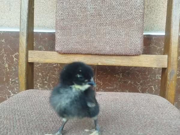 Chickens