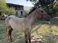 Caballo, Tiger horse — foto 3