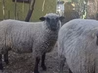 Ram, Shroshire sheep — photo 2