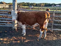 Toro, Vaca kazaja de cabeza blanca — foto 7