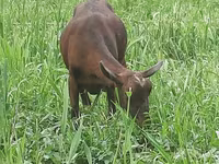 Ziege, Irish goat — Foto 5