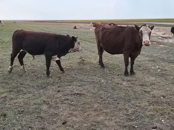 بقرة, Simmental cattle