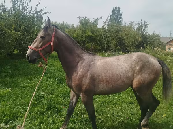 حصان, French Trotter