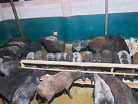 Carnero, Ovejas — foto 6