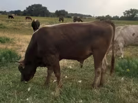 Toro, Raza Alatau — foto 6