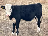 Kuh, Simmental cattle — Foto 5