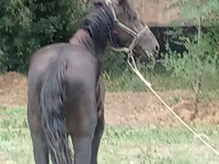 Horse (M), Priob horse — photo 3