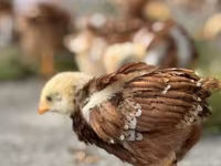 Rhode Island Red — photo 2