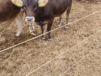 母牛, Brown Carpathian breed — 照片 2