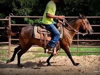 فرس, Standardbred — الصورة 6