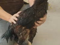 Shamo chickens — photo 1