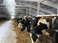 母牛, Holstein breed — 照片 5
