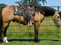 公马, Gypsy horse — 照片 1