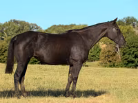 घोड़ी, Quarter Horse — फ़ोटो 2
