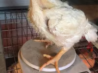 Chickens — الصورة 3