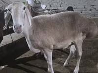 Sheep, Afghan Arabi sheep — photo 4