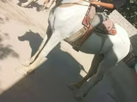 Mare, Horses — photo 1