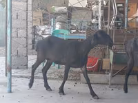 Cabra, Cabras — foto 4