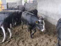 Bull, Karaku — photo 6