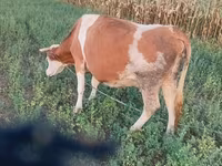 Корова, Каста корова — фото 4