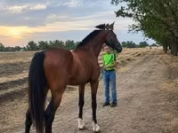 Caballo, Westphalian — foto 3