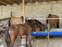 Yegua, Caballos — foto 4