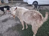 عنزة, Saanen goat — الصورة 1