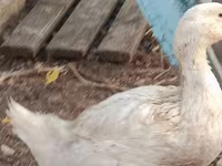 Ducks — photo 1