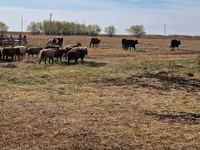 Kuh, Swiss cattle — Foto 4