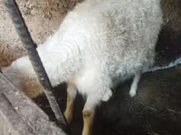 Cabra, Cabras — foto 2