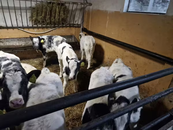 Cattle (batch, sex not specified), Russian Black pied cattle