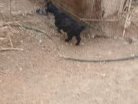 عنزة, الماعز — الصورة 7