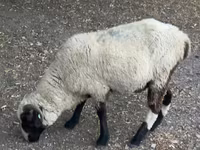 公羊, Sheep — 照片 3