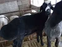 Carnero, Blackheaded Persian sheep — foto 2