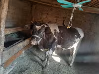 公牛, Russian Black pied cattle — 照片 8