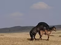 Horse (M), New Altai Horse — photo 4