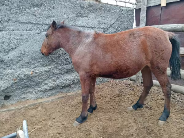 Horse (M), Horses