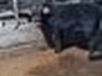 ثور, Swedish red cattle — الصورة 8