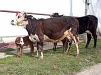 Kuh, Simmental cattle — Foto 2