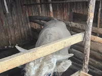 Bulle, Simmental cattle — Foto 4
