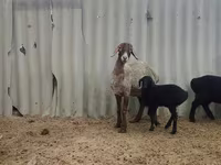 نعجة, Arashan sheep — الصورة 5