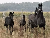 Horse (M), Dutch warmblood horse — photo 6