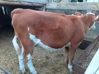 Vaca, Simmental cattle — foto 3